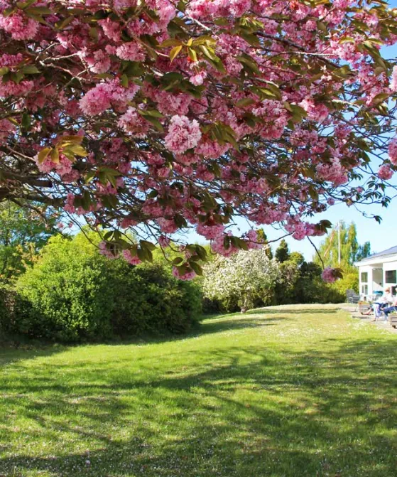 Årsdale Søpark Kirsebærtræ 