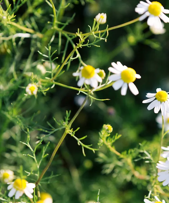 Små hvide blomster