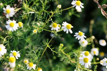 Små hvide blomster