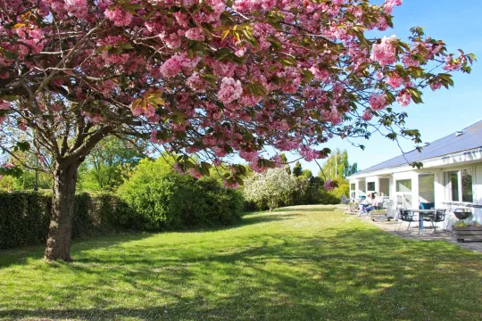 Årsdale Søpark Kirsebærtræ 