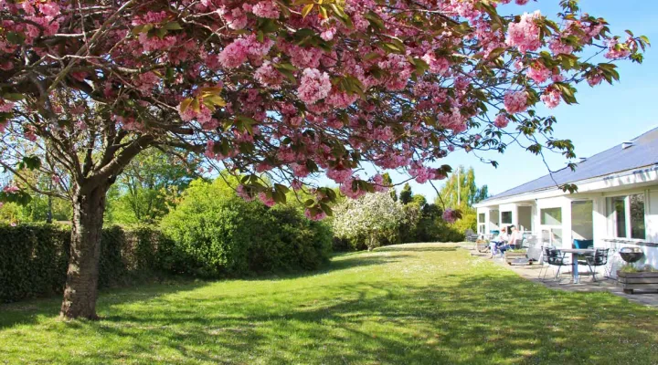 Årsdale Søpark Kirsebærtræ 