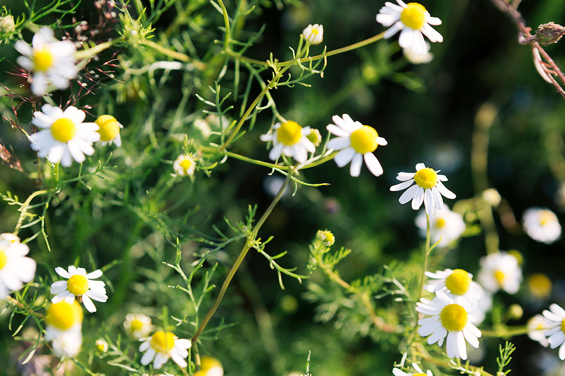 Små hvide blomster